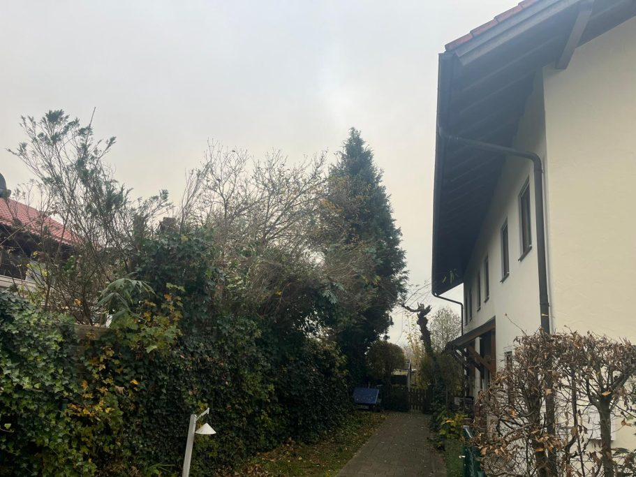 Ein großes Nadelbaum vor einem Haus. Der Baum ragt deutlich über das Dach hinaus und wirkt sehr dicht und verwachsen.