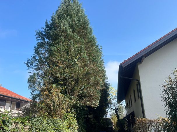 Ein hoher Nadelbaum vor einem Haus. Der Baum ragt deutlich über das Dach hinaus und wirkt dicht und verwachsen.