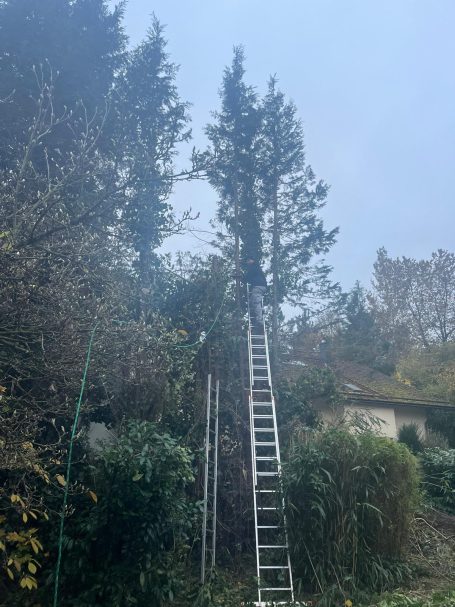Der Baum wurde gefällt. Äste und Zweige liegen bereits am Boden und werden entfernt. Im Hintergrund sieht man ein Haus und einen Garten.