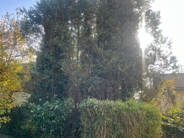 Der Baum wurde gefällt und abtransportiert. Der Bereich um den Baum herum ist sauber und aufgeräumt.