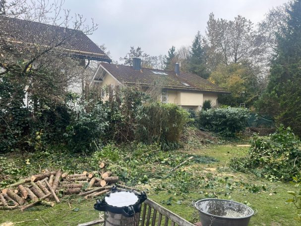 Der Baum wird gefällt. Äste und Zweige liegen bereits am Boden und werden entfernt. Im Hintergrund sieht man ein Haus und einen Garten.